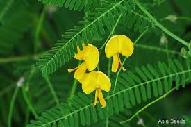 Image result for Sesbania macrantha