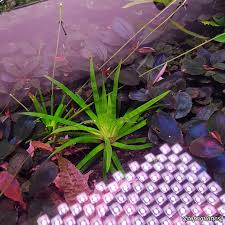 Image result for Eriocaulon truncatum