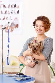 Go to a dog grooming school. How To Become A Dog Groomer Top Dog Tips
