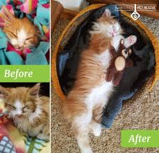 Tweety has been with twin cities pet rescue for almost a full year now. 7 Before And After Photos Of Rescued Animals Show How Far A Little Compassion Can Go One Green Planet