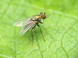 Image result for Chrysoclista splendida