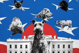 We did not find results for: Presidential Pets The Best Dogs Cats Possums Racist Parrots And More Who Ever Lived In The White House And Beyond