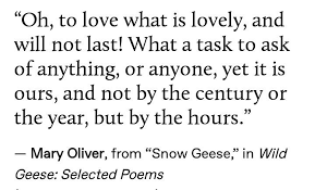 Mary Oliver From Snow Geese In Wild Geese Selected Poems Via Endless Unfolding Snow Goose Mary Oliver Really Love You