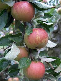 Bright red apples resemble the popular 'mcintosh' in flavor. Cox Self Fertile For Sale Buy Organic Cox Self Fertile Trees