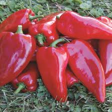 Maybe you would like to learn more about one of these? Heirloom Organic Sweet Pepper Seeds