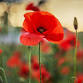 Cérémonie du jour du Souvenir / Remembrance Day event image
