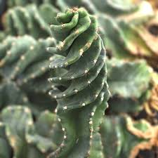 Image result for Cereus