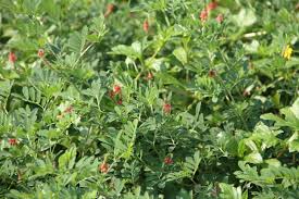 Image result for Indigofera longistaminata