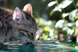 Ist der zeitpunkt gekommen, die katze in den garten zu lassen, gibt es einige tipps, um zu vermeiden, dass sie das eigene grundstück verlässt. Achtung Falle So Wird Ein Garten Katzensicher Industrieverband Heimtierbedarf