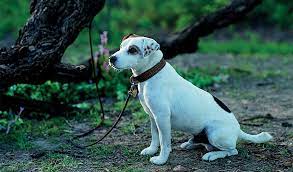 Alondra, 12th grade / the bronx, nyc. Mattel Films Universal Pictures Partner For Wishbone Movie The Toy Book