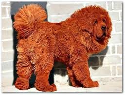 Paisajes Geograficos On Expensive Dogs Most Expensive Dog World S Most Expensive Dog
