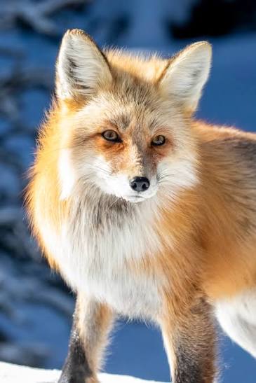 Fox