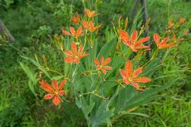 Usually, the flowers can be visible after 2 to 5 years after planting. 18 Orange Flowering Perennials Garden Lovers Club