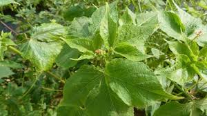 Image result for Vernonia galamensis