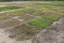 I changed a 1700 sq ft lawn from bermuda to fescue in the summer fall of 2000. Sequential Application Herbicides For Bermudagrass Control Gcmonline Com