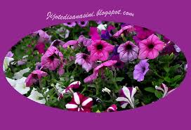 Bunga berkembang waktu pagi dan mula layu menjelang petang. Bunga Seri Pagi Roziah Yaacob Flickr