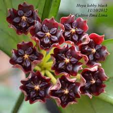Jar Ward Jarward Orchid Seeds Plants Flower Pots