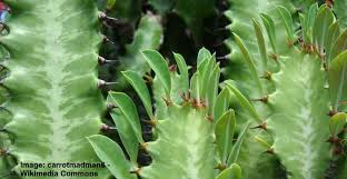 Scale insects are usually located on the leaves and stems of the. Euphorbia Trigona Caring For African Milk Tree Euphorbia Cactus