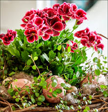 Image result for foto muškáty