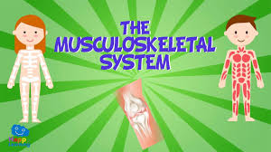 The Musculoskeletal System Educational Videos For Kids Youtube