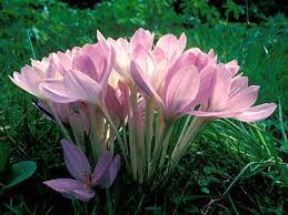 Diskutiere herbstzeitlose im heu im pferdefütterung forum; Herbstzeitlose Im Heu Eine Giftige Pflanze Fur Unsere Pferde