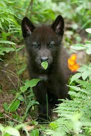 Check spelling or type a new query. Black Wolf Puppy Wolf Pup Wolf Puppy Dog Training