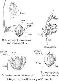 Image result for Schoenoplectus sp.no.3
