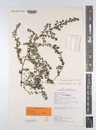 Image result for Parietaria debilis