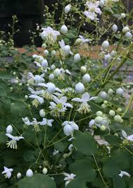 Image result for Thalictrum