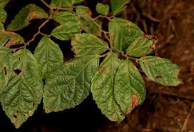 Image result for Homalium dentatum