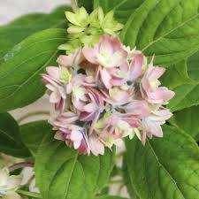 マルルー アジサイ