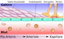 Blut hoden schranke, durch die sertoli zellen (7) und tight junctions (8) gebildet die blut hoden schranke ist eine effektive barriere zwischen den an der basis der hodenkanälchen (tubuli seminiferi) gelegenen vorläuferzellen der spermien, den… Blut Hirn Schranke Wikipedia