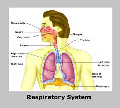 Respiratorysystem And Friends Ygraph Com