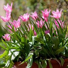 Check spelling or type a new query. Buy Lily Flowered Tulip Bulbs Tulipa China Pink 5 99 Delivery By Crocus