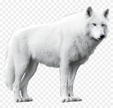 Hand bag png transparent image. White Wolf Png White Wolf Transparent Background Clipart 5 Pikpng