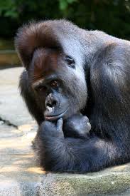 The Thinker By Mark Dumont Animals Wild Funny Animals Animals Beautiful