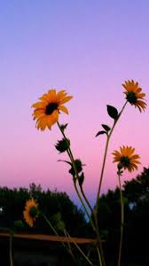 Aesthetic Tumblr Wallpapers Sunflowers Hd Wallpaper Aesthetic Tumblr Sunflower Background 750x1334 Download Hd Wallpaper Wallpapertip