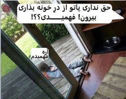 عکس های خوشگل موشگل 1