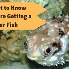 What You Should Know Before Getting A Porcupine Puffer Pethelpful