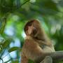 Proboscis Monkeys from www.oneearth.org