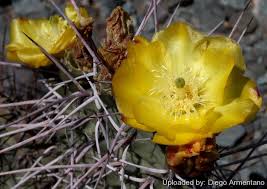 Prickly pear cactus contains a number of important minerals including potassium, calcium and phosphorus. Opuntia Sulphurea Wikipedia