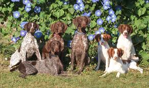 Two Of The Best Breeds Ever German Shorthair Pointer And Brittany German Shorthair Dog Breeder German Shorthaired Pointer