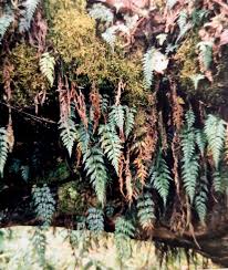 Image result for Hymenophyllum splendidum