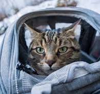 Travel Cat The Navigator Cat Backpack Review (Updated 2023 ...