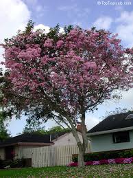Image result for Tabebuia heterophylla