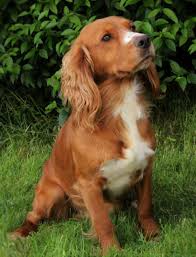 Working Cocker Spaniel Cocker Spaniel Dog Working Spaniel Working Cocker