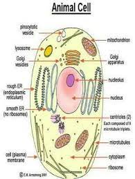 Animal cell label by function purposegames. 51 Draw The Diagram Showing The Structure Of Animal Cell And Label The Following Partsi Nucleusii Brainly In