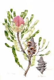 Banksia Menziesii Helen Fitzgerald Botanical Painting Botanical Illustration Vintage Australian Native Flowers