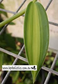 Variegated vanilla (vanilla planifolia variegata) grow your own vanilla beans and enjoy the variegated foliage for a spectacular ornamental display. Vanilla Planifolia Variegata Variegated Vanilla Plant Herbalistics