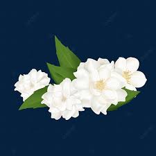 3# and 5# values to $39.99 sale $24.88 Real White Jasmine Flower Jasmine Real Scene Flower Png Transparent Clipart Image And Psd File For Free Download In 2021 White Jasmine Flower White Flower Background Jasmine Flower